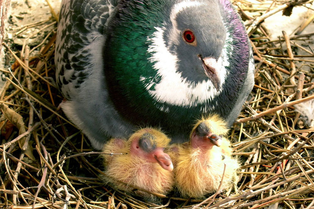 What Is A Baby Pigeon Called - NE Pigeon Supplies