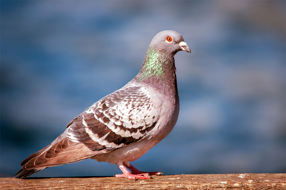 The Ultimate Guide To Domestic Pigeons NE Pigeon Supplies