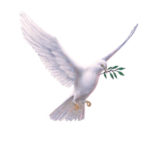 Dove With Olive Branch: Meaning & Symbolism