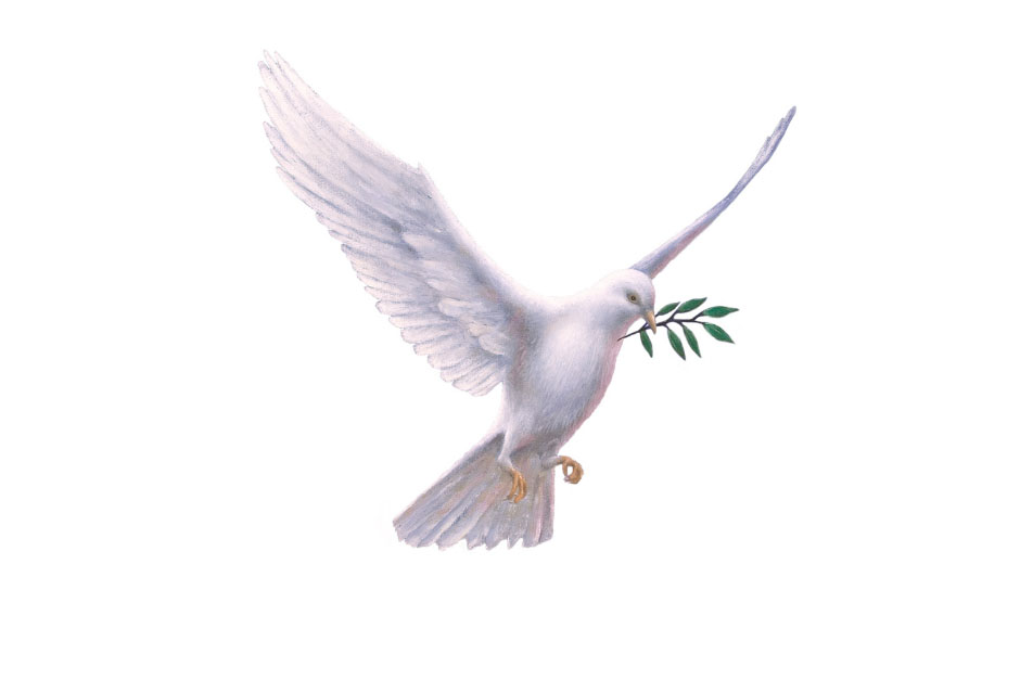 dove-with-olive-branch-meaning-symbolism-ne-pigeon-supplies