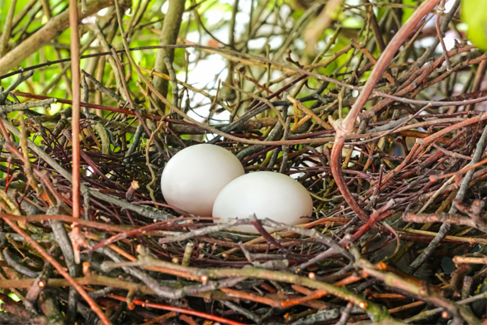 how-many-eggs-does-a-pigeon-lay-ne-pigeon-supplies