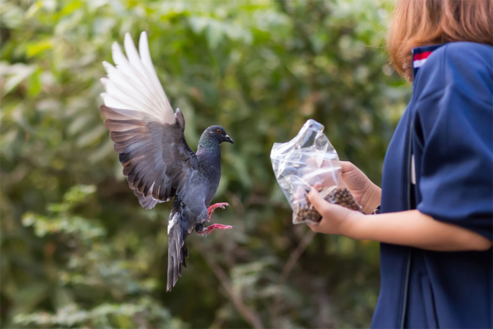 feeding alka seltzer to seagulls