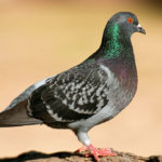 Feral Pigeons: The Ultimate Guide