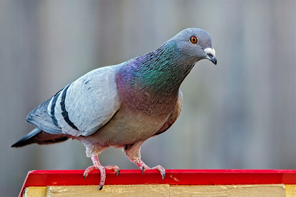 How Do Domestic Pigeons Differ From Feral Pigeons AJEC
