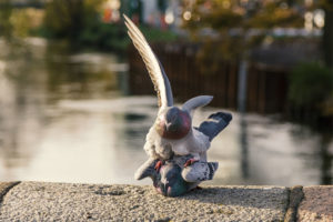How Do Pigeons Mate: The Mechanics Of Pigeon Sex - NE Pigeon Supplies