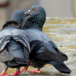 How Do Pigeons Mate: The Mechanics Of Pigeon Sex