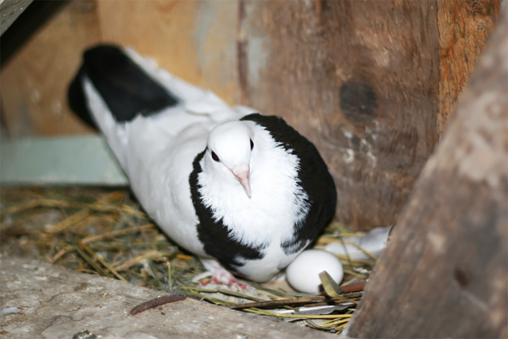 gestation period for dove eggs to hatch