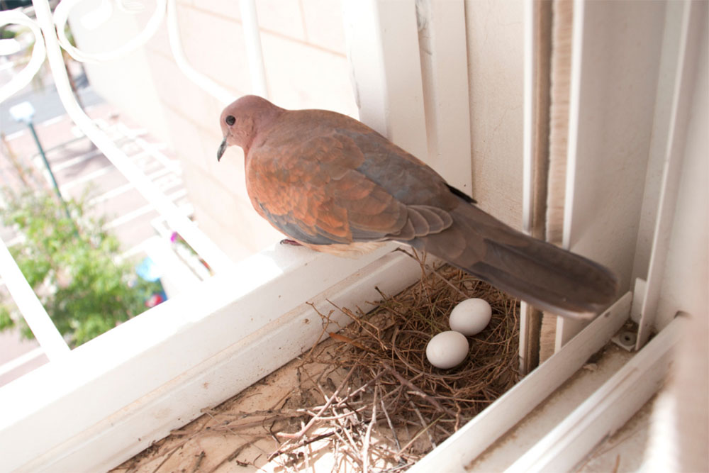 pigeon egg hatching