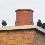 How Long For A Bird Stuck In A Chimney To Die?
