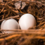 How To Care For A Pigeon Egg