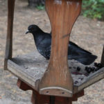 How To Keep Pigeons Away From Your Bird Feeder