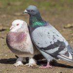 How To Sex A Pigeon: Everything You Need To Know