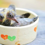 How To Take Care Of A Baby Pigeon Properly