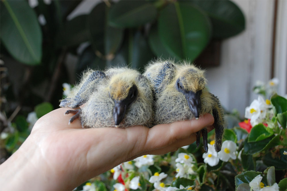 How To Take Care Of A Baby Pigeon Properly - NE Pigeon Supplies