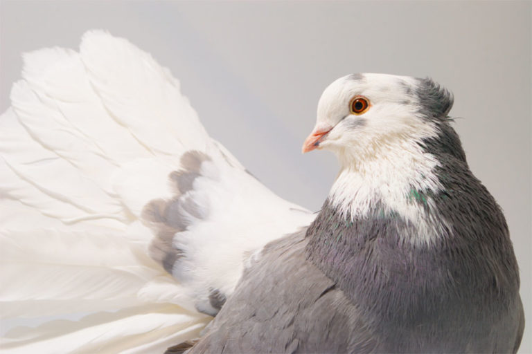 Indian Fantail Pigeon Breed Guide NE Pigeon Supplies