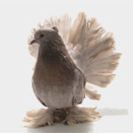 Indian Fantail Pigeon: Breed Guide