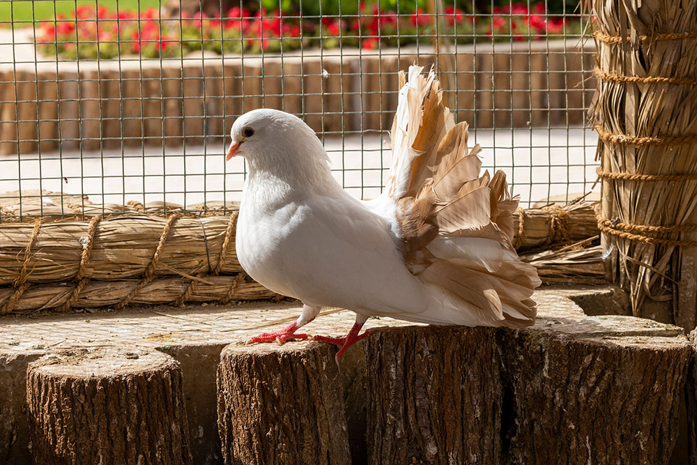 indian fantail pigeon food