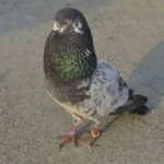 Maltese Pigeon Breed Guide