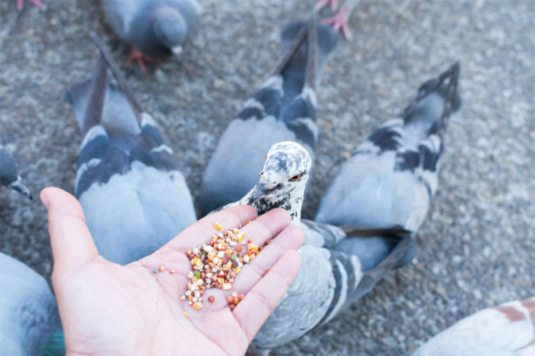 The Best Pigeon Food The Optimum Diet For Your Pigeons NE Pigeon