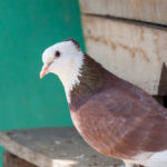 Pigeons As Pets: Do They Make Good Pets And How To Keep Them