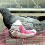 Pigeon & Dove Friendly Rescues In The US