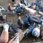 The Ultimate Guide To Pigeon Farming