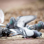 Pigeon Feeding & Dove Feeding