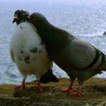 Pigeon Kisses: All You Need To Know