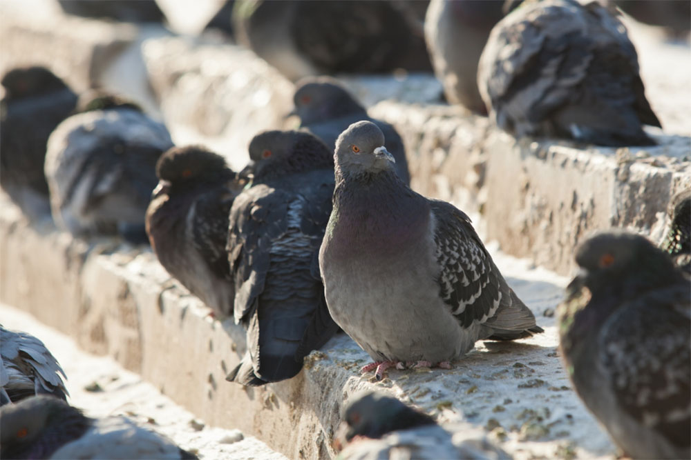 What Do Pigeons Eat In The Wild? - NE Pigeon Supplies