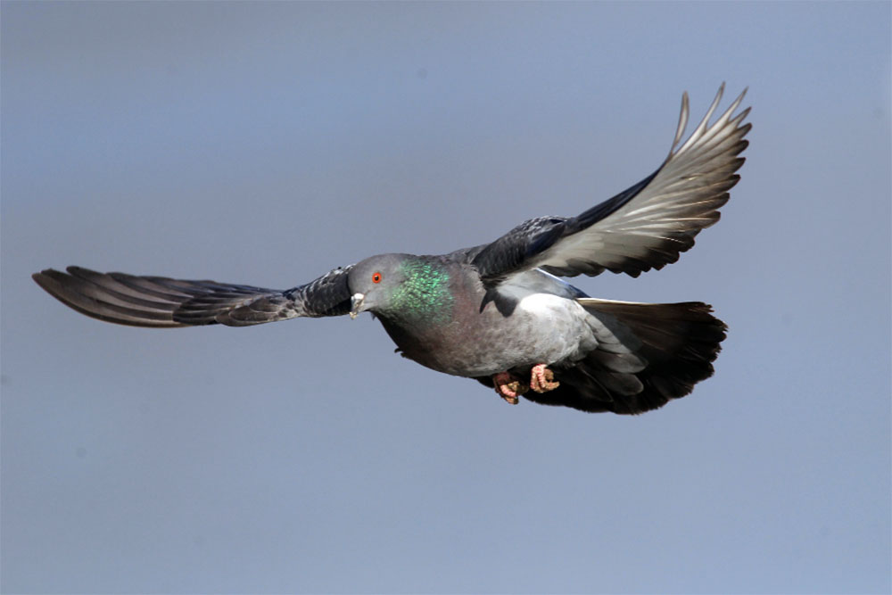 Pigeon fast flyers lead the flock with speed - ABC News