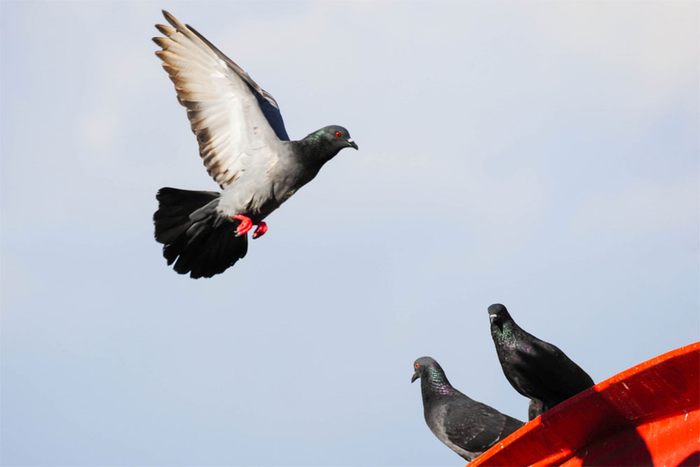 Pigeon fast flyers lead the flock with speed - ABC News