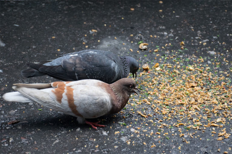 The Best Pigeon Food The Optimum Diet For Your Pigeons NE Pigeon