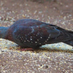 The Best Pigeon Food: The Optimum Diet For Your Pigeons