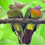 The Complete Guide To The Pink-Necked Green Pigeon (The Rainbow Pigeon)