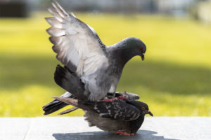 How Do Pigeons Mate: The Mechanics Of Pigeon Sex - NE Pigeon Supplies