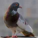 The Ultimate Guide To Domestic Pigeons