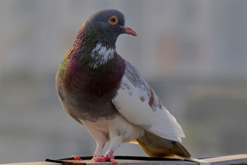 The Ultimate Guide To Domestic Pigeons NE Pigeon Supplies