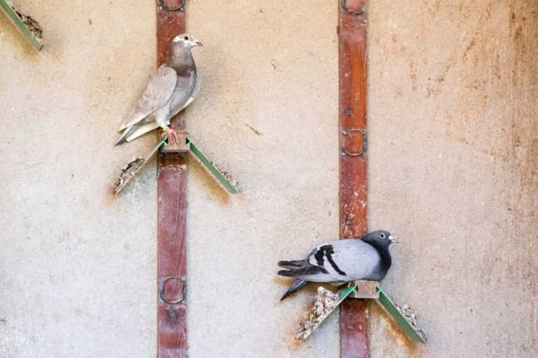 Training A Carrier Pigeon NE Pigeon Supplies
