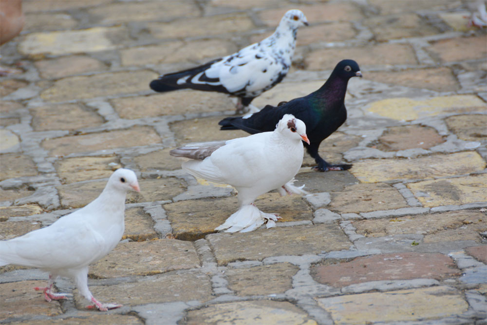 Why Do Tumbler Pigeons Tumble? - NE Pigeon Supplies