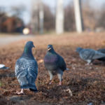 What Do Pigeons Eat In The Wild?