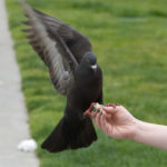 What Happens If You Feed A Pigeon Alka Seltzer?