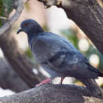 What Is A Female Pigeon Called?