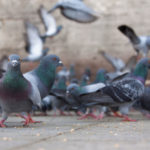What Is A Group Of Pigeons Called?