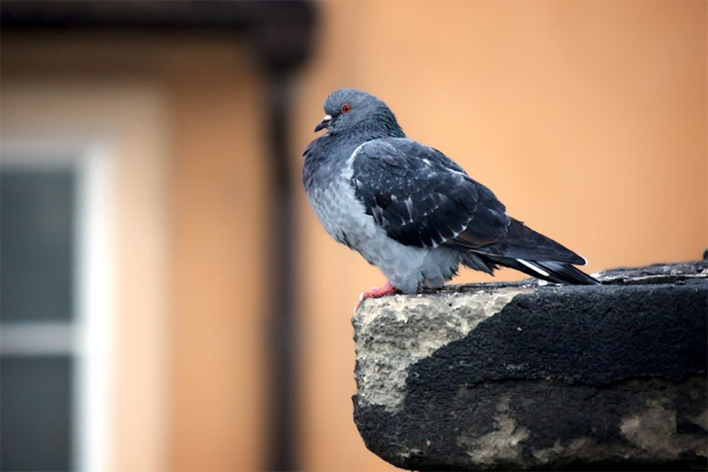 Pigeon Make Words