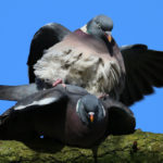When Do Pigeons Mate? And What Happens When A Pigeon Mate Dies?
