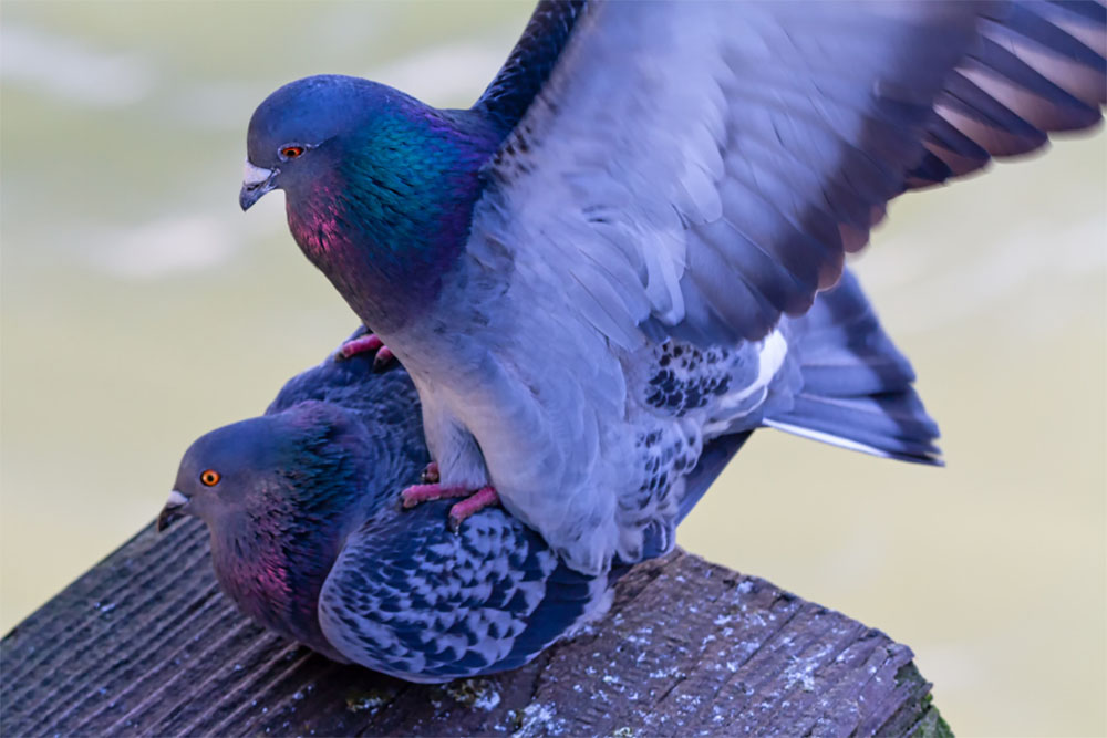 when-do-pigeons-mate-and-what-happens-when-a-pigeon-mate-dies-ne