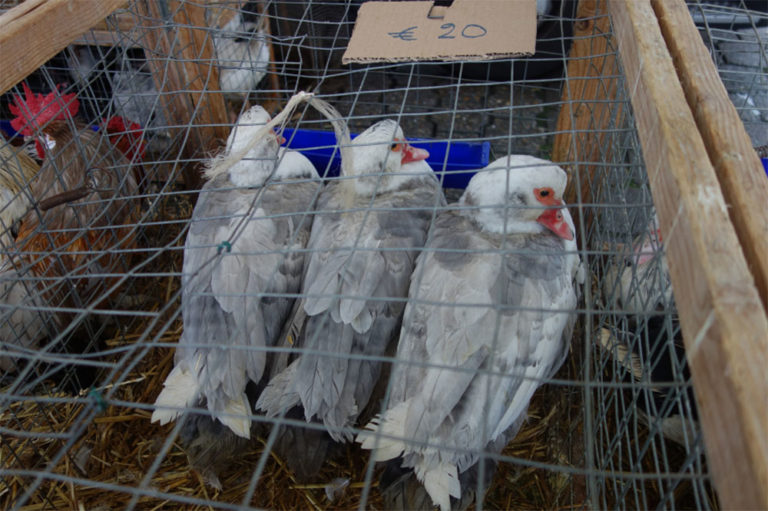 Where To Buy Pigeons 17 Places With Pigeons For Sale NE Pigeon Supplies