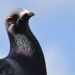 Why Do Pigeons Have Red Eyes?
