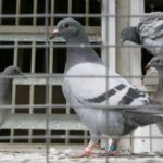 3 Of The Best Pigeon Lofts You Can Buy – And Why You Should Buy Them