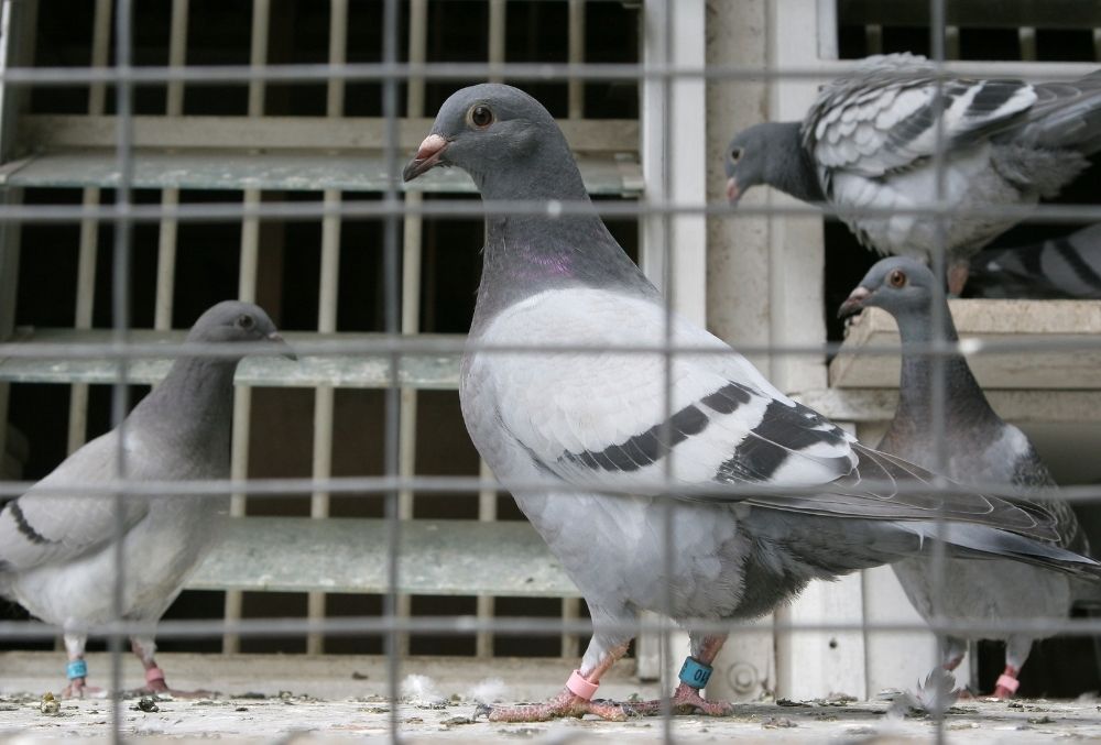 3 of the best pigeon lofts you can buy - and why you should buy them